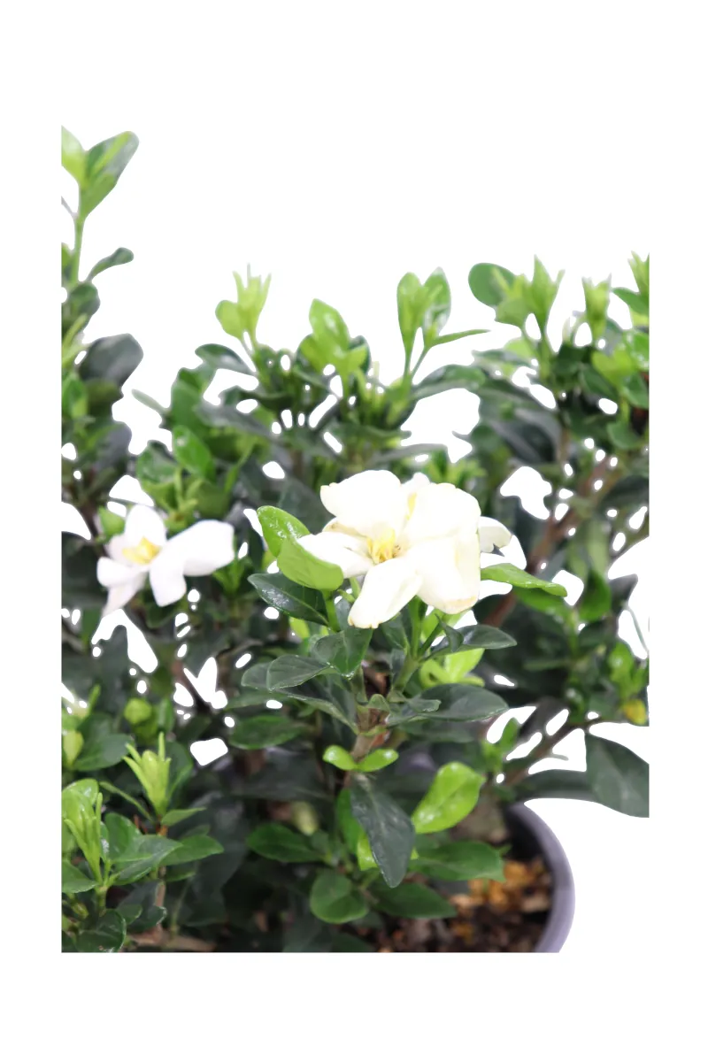 Gardenia Jasminoides Kleim's Hardy v19 egarden.store online