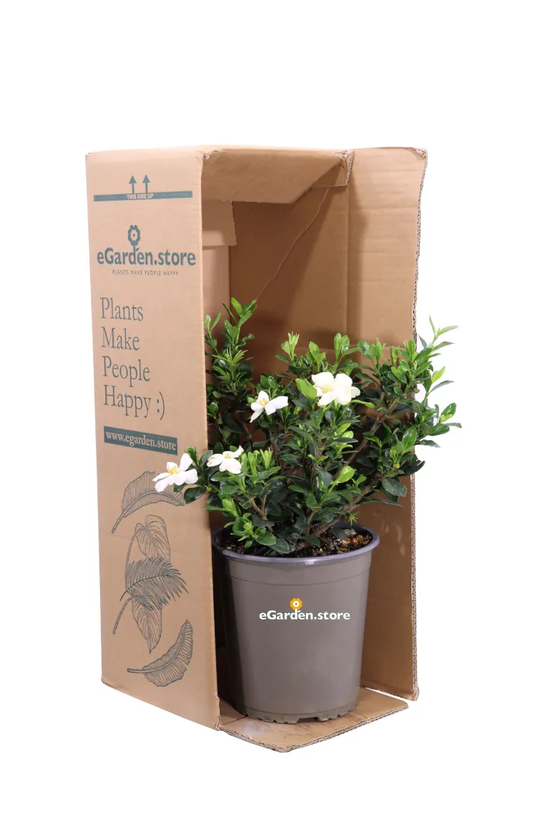 Gardenia Jasminoides Kleim's Hardy v19 egarden.store online