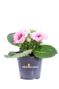 Gloxinia - Sinningia Sonata Rosa v13 egarden.store online