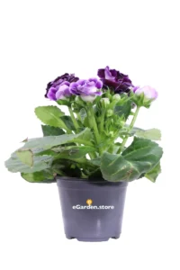 Gloxinia - Sinningia Sonata Viola v13 egarden.store online