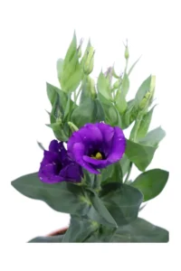 Lisianthus - Eustoma Viola v14 egarden.store online