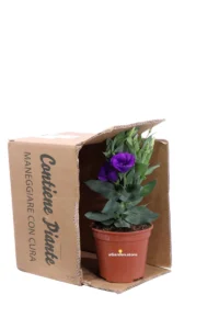 Lisianthus - Eustoma Viola v14 egarden.store online