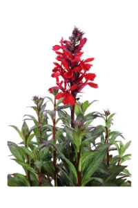 Lobelia X Speciosa Rossa v14 egarden.store online