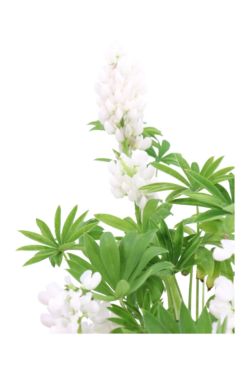 Lupino - Lupinus Bianco v17 egarden.store online