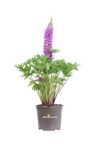 Lupino - Lupinus Lilla v17 egarden.store online