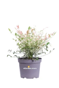 Nandina Domestica Twilight v17 egarden.store online