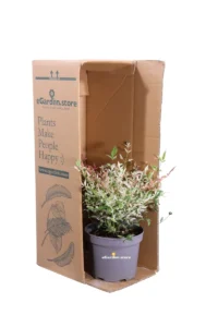 Nandina Domestica Twilight v17 egarden.store online