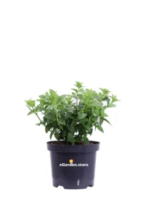 Ortensia - Hydrangea Paniculata Petite Star v19 egarden.store online