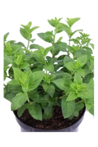 Ortensia - Hydrangea Paniculata Petite Star v19 egarden.store online