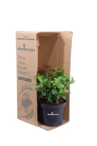 Ortensia - Hydrangea Paniculata Petite Star v19 egarden.store online