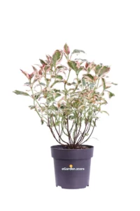 Ortensia - Hydrangea Serrata Euphoria Pink v15 egarden.store 1 Ortensia - Hydrangea Serrata Euphoria Pink v15 egarden.store online