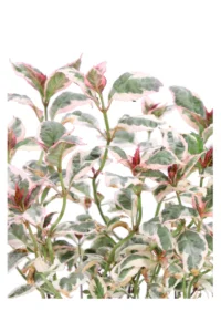 Ortensia - Hydrangea Serrata Euphoria Pink v15 egarden.store 2 Ortensia - Hydrangea Serrata Euphoria Pink v15 egarden.store online