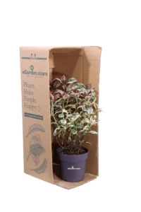 Ortensia - Hydrangea Serrata Euphoria Pink v15 egarden.store 3 Ortensia - Hydrangea Serrata Euphoria Pink v15 egarden.store online