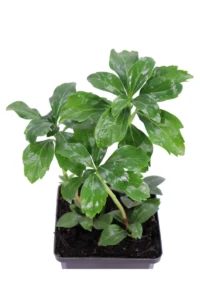 Pachysandra Terminalis v9 egarden.store online