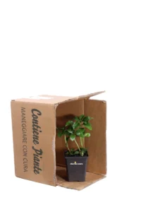 Pachysandra Terminalis v9 egarden.store online