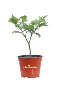 Peperoncino Chupetinho v14 egarden.store online
