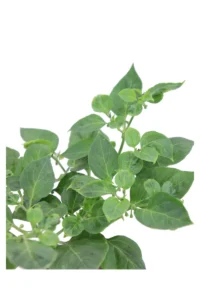 Peperoncino Chupetinho v14 egarden.store online