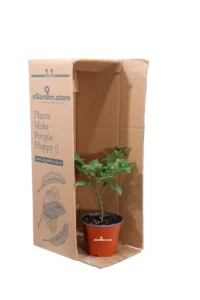 Peperoncino Chupetinho v14 egarden.store online