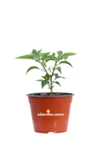 Peperoncino Hot Banana v14 egarden.store 1 Peperoncino Hot Banana v14 egarden.store online