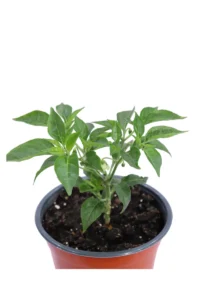 Peperoncino Hot Banana v14 egarden.store 2 Peperoncino Hot Banana v14 egarden.store online