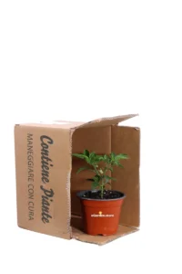 Peperoncino Hot Banana v14 egarden.store 3 Peperoncino Hot Banana v14 egarden.store online