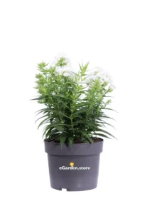 Phlox Paniculata Bianco v17 egarden.store online