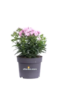 Phlox Paniculata Rosa v17 egarden.store online