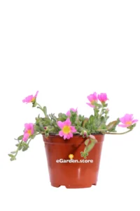Portulaca Umbraticola Rosa v14 egarden.store online