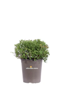 Spirea - Spiraea Japonica Little Princess v19 egarden.store 1 Spirea - Spiraea Japonica Little Princess v19 egarden.store online