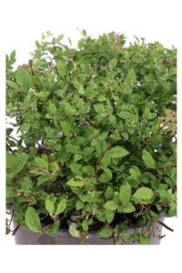Spirea - Spiraea Japonica Little Princess v19 egarden.store 2 Spirea - Spiraea Japonica Little Princess v19 egarden.store online