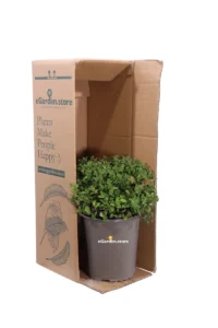 Spirea - Spiraea Japonica Little Princess v19 egarden.store 3 Spirea - Spiraea Japonica Little Princess v19 egarden.store online