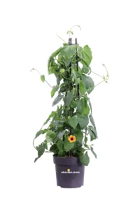 Thunbergia Alata Bicolor v17 egarden.store online