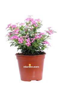 Vinca Mini - Catharanthus Lilla v14 egarden.store online