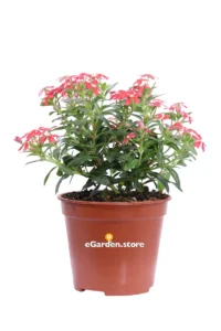 Vinca Mini - Catharanthus Rosso v14 egarden.store online