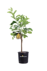 Cedro Nano - Citrus Medica v20 egarden.store online
