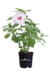 Hibiscus Palustris Bianco v17 egarden.store online