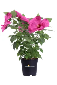 Hibiscus Palustris Rosso-Fucsia v17 egarden.store online