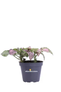 Hypoestes Phyllostachya Super Pink v6 egarden.store online