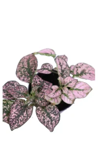 Hypoestes Phyllostachya Super Pink v6 egarden.store online