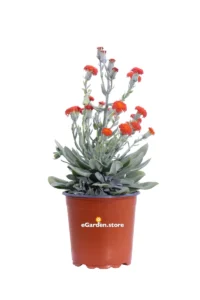 Kleinia Fulgens v17 egarden.store online