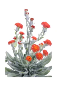 Kleinia Fulgens v17 egarden.store online