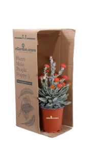 Kleinia Fulgens v17 egarden.store online