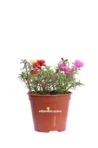 Portulaca Grandiflora Ibrida Multicolore v14 egarden.store online
