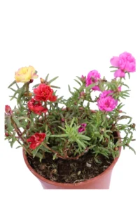 Portulaca Grandiflora Ibrida Multicolore v14 egarden.store online