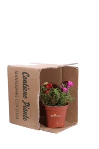 Portulaca Grandiflora Ibrida Multicolore v14 egarden.store online