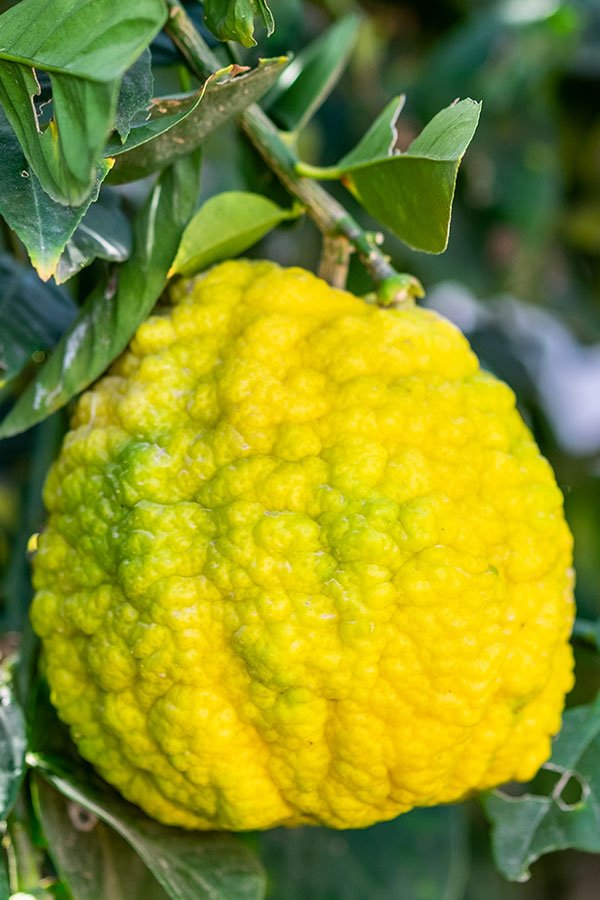 Cedro Nano - Citrus Medica