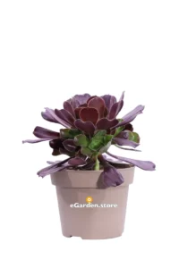 Aeonium Arboreum v14 egarden.store online