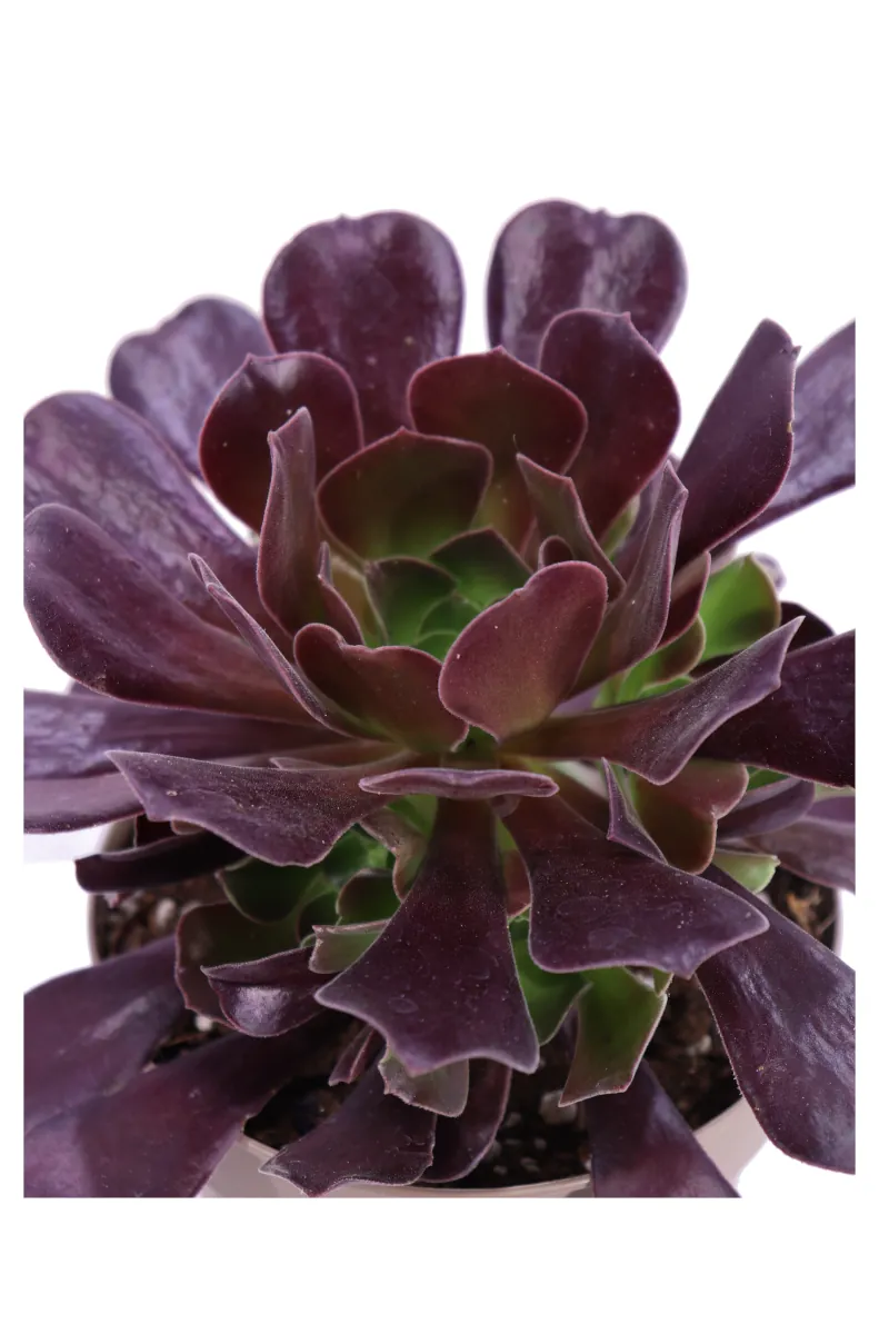 Aeonium Arboreum v14 egarden.store online