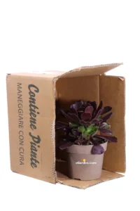 Aeonium Arboreum v14 egarden.store online