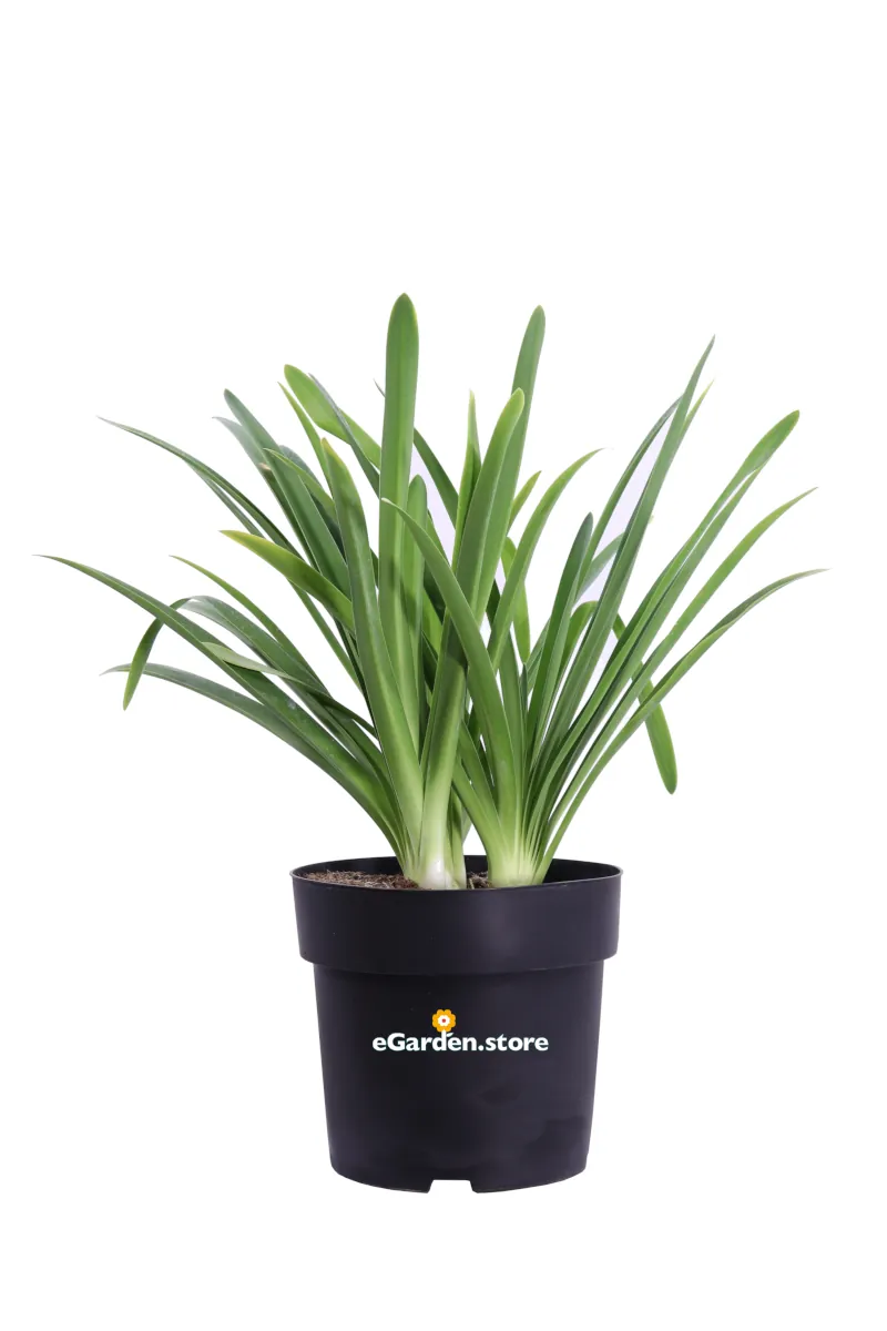 Agapanto - Agapanthus Africanus Albus v24 egarden.store online